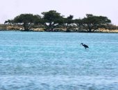 "أشجار المانجروف" حضانات طبيعية للكائنات البحرية على سواحل البحر الأحمر.. تنتشر على طول الساحل وتحوّل المياه المالحة إلى عذبة.. سد منيع لمقاومة عوامل التعرية والنحر البحرى.. صور