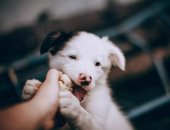 5 خطوات لتهيئة القطط والكلاب لزحمة وضيوف العيد.. خلى بيتك رايق