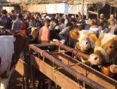 تليفزيون "اليوم السابع" فى جولة مباشرة بسوق بنها للمواشى.. فيديو