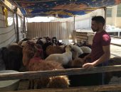 شوادر للأضاحى.. منافذ وزارة التموين تلبي احتياجات عيد الأضحى