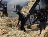 تراث فلسطينى صميم.. إنتاج الفريكة من حقول الضفة الغربية