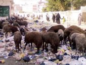 تعرف "الجلالة" اللى بتاكل الزبالة؟.. اوعى تضحى بيها إلا بشروط.. الرسول حرم أكلها وشرب لبنها.. دار الإفتاء: يجوز ذبحها بشرط أن تتطهر من النجاسة.. أحمد المالكي: لا تصح الأضحية بها حتى تحبس وتعلف علفا طاهرا