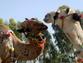تزيين الجِمال.. منصات إلكترونية لبيع أضاحى العيد فى باكستان