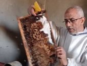مباشر من فرز عسل البرسيم "قطفة الطبيعة النقية".. الفرق بين العسل الأصلى والمغشوش