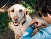 طوق للكلاب مدعوم بـ AI يتيح مراقبة الحيوانات الأليفة عبر ساعة آبل  