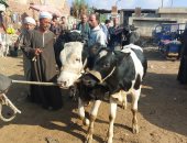بيطري القليوبية يرفع حالة الطوارئ خلال عيد الأضحي المبارك.. الدكتورة لمياء عطية: 30 مجزرا تستقبل الأضاحي طوال أيام العيد بالمجان.. فتحها من السادسة صباحا وحتى أخر أضحية.. و74 وحدة بيطرية للفحص قبل الذبح.. صور