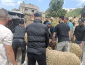 هدم مزرعة مواشى ومصادرة 10 خراف.. المغرب يلاحق ذبح الأضاحى "اعرف السبب"