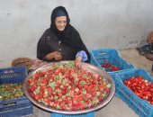 "موسم أسعد الكل".. فراولة القليوبية من المزارع لموائد العالم.. زيادة الإنتاجية من المحصول هذا العام مُبشرة بالخير والطلب التصديرى كبير.. والمحافظ: المحافظة تصدرت النسبة الأكثر جودة بالجمهورية.. صور