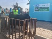 فى ثانى أيام العيد.. توزيع اللحوم على الأولى بالرعاية في بني سويف