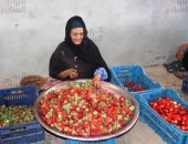 الدهب الأحمر نور الغيطان.. محصول الفراولة يزين حقول القليوبية