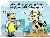 ظاهرة "العجول الهربانة" في كاريكاتير اليوم السابع