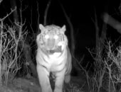 امسك حرامى.. نمر روسي يسرق كاميرا مراقبة بمحمية حيوانات (فيديو)