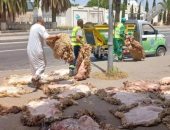حملة لجمع جلود الأضاحى فى الجزائر.. اعرف التفاصيل