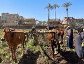 محصول الخير نور الغيطان.. حصاد البطاطس بقرى الجيزة