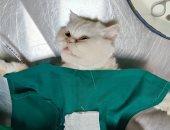 ولادة قيصرية ناجحة لقطة بعد تعثر الولادة الطبيعية بالغربية (صور)