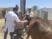 "الخدمات البيطرية" تطلق قوافل علاجية مجانية لدعم صغار المربين في 5 محافظات