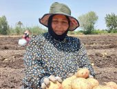 رحلة كفاح "صبحية" أكثر من 20 عاما من السعى بأجر يومى فى غيطان الشرقية.. فيديو