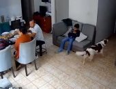 هل تتنبأ بالكوارث؟.. كلاب تحذر عائلة بيروفية قبل وقوع زلزال.. فيديو