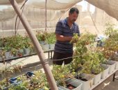 محافظ القاهرة: نجاح تجارب زراعة الأسطح وتعميمها على 450 عقارا