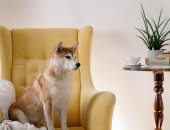 5 أشياء تستطيع الحيوانات الشعور بها.. استشعار الموت والوقت الأبرز