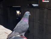 الحمام الطليق في قلب القاهرة.. لوحة فنية ترسمها أيادي مجهولة بحب.. فيديو