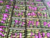 موسم ملكة فواكه الصيف ينطلق رسمياً في الأقصر.. مزارع جنوب وغرب المحافظة تبدء أول قطفة لثمار المانجو لتغزو الأسواق.. تبدأ من 30 جنيه للكيلو.. مزارع: الأسعار ارتفعت قليلاً للتقلبات الجوية.. صور
