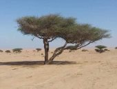 شجرة الأكاسيا… “بيت الراعى” فى صحراء البحر الأحمر ومصدر غذاء للكائنات البرية