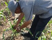 زراعة سوهاج: رش محصول الذرة الشامية بمركز جرجا لحمايته من الإصابة بدودة الحشد 