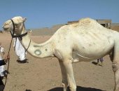 وسم الإبل.. هوية قبلية وحماية لسلالات نادرة في قلب الصحراء الشرقية.. لكل قبيلة علامة تميزها عن غيرها.. بمثابة دليل لها فى الأودية الجبلية.. و"باسبور" سفر عند تجولها بحثا عن العشب والغذاء.. صور 