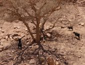 شاهد الماعز الجبلي.. حارس الوديان في مناطق سرابيط الخادم بسيناء