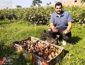 "أبو حلاوة يا تين".. شاهد حصاد التين البرشومى من مزارع القليوبية.. فيديو وصور