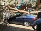 تهشم سيارة إثر سقوط شجرة عليها فى الأزبكية.. صور