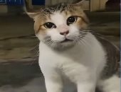 5 أسباب تخلى القطط تعمل زى "الصاوي".. التزاوج والتقدم فى السن الأبرز