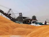 محافظ سوهاج: استقبال أكثر من 183 ألف طن قمح بالصوامع حتى الآن