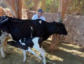 تحصين 20 ألف رأس ماشية بالأسبوع الأول للحملة القومية ضد فيروس (SAT-1) بأسيوط