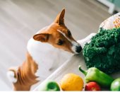 5 أكلات ممنوع تقدمهم لكلبك.. تعرضه لخطر التسمم أو الفشل الكلوي 