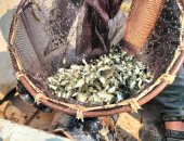 إنزال 300 ألف زريعة بلطي ببحيرة الصيادين بالإسماعيلية