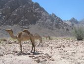 جبال القطار والدخان ووادى مليحة.. أهم مناطق السفارى فى البحر الأحمر.. صور