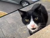 قط يتحدث بلكنة بريطانية يثير الجدل على السوشيال.. حقيقة أم كذب؟ "فيديو"