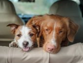 6 نصائح مهمة لحماية حيوانك الأليف في موجات الحر