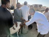 بيطرى الأقصر تفحص وتحصن الماشية فى الأسواق الأسبوعية ضد الأمراض الوبائية