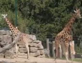 ازاي الزرافة مش بتعاني من ارتفاع ضغط الدم رغم بعدها عن الأرض.. اعرف السبب