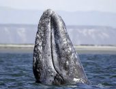 مش بس الأوركا.. 3 أنواع حوت قاتلة حول العالم لم تسمع عنها من قبل