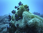 بعد إعصار بام  المدمر عام 2015.. تعافى قاع المحيط الهادى والشعاب المرجانية تعود لطبيعتها