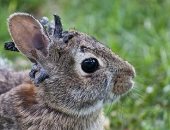 زومبى ولا نوع جديد.. ظهور أرانب بقرون فى أمريكا يثير فزع السكان.. صور