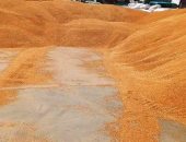 سوهاج تنهي موسم توريد القمح بـ186 ألف طن بزيادة 20% عن المستهدف