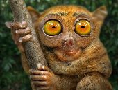 أغرب 6 حيوانات على وجه الأرض.. ملامح "التارسير" الغريبة تجذب السياح