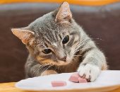 تفسير حلم القطة.. طاقة إيجابية أم نذير شؤم؟ مغزى رؤية القطط البيضاء سيفاجئك