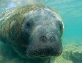 7 حيوانات مهددة بالانقراض مع نهاية عام 2025.. بينها أول سلحفاة تصعد القمر