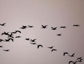 دراسة: ارتفاع درجات الحرارة المناخية المتطرفة يسبب انخفاضا فى أعداد الطيور الاستوائية